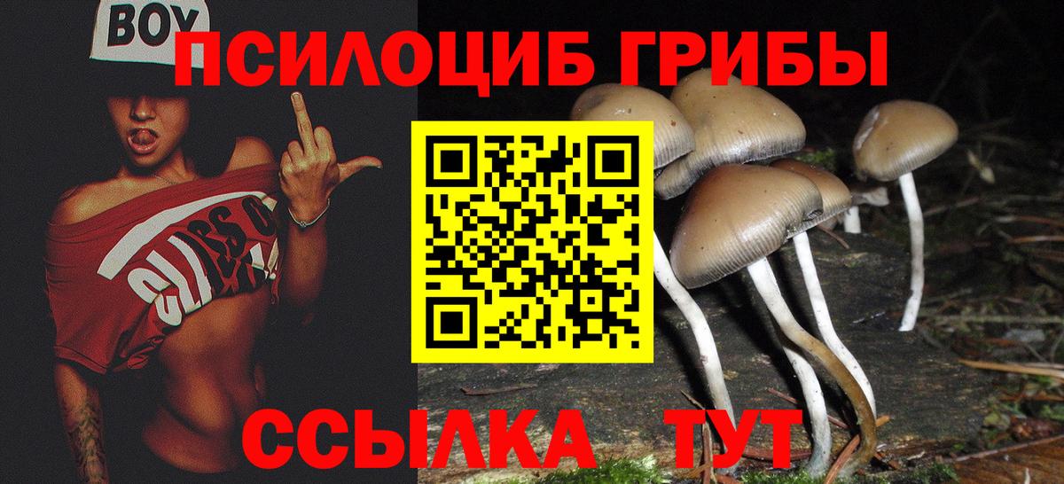 Галлюциногенные грибы Psilocybe Домодедово